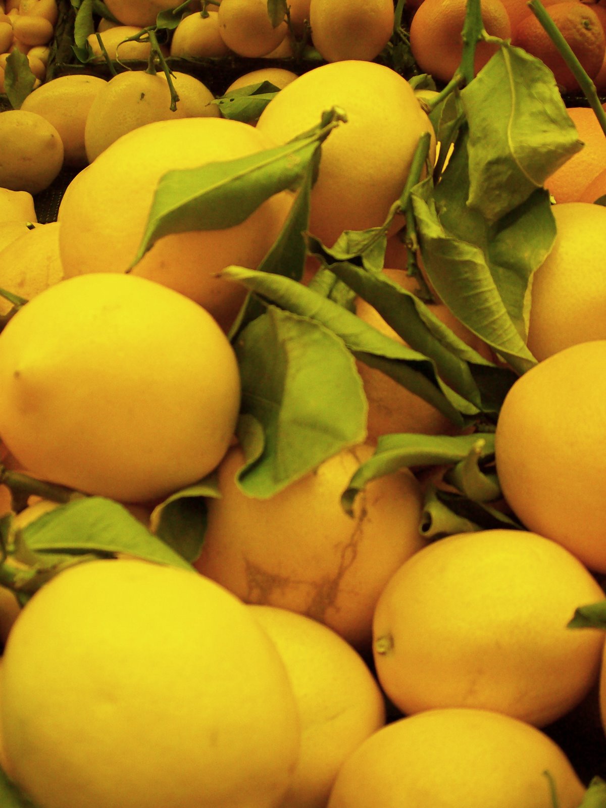 [Citrus+lemon.jpg]