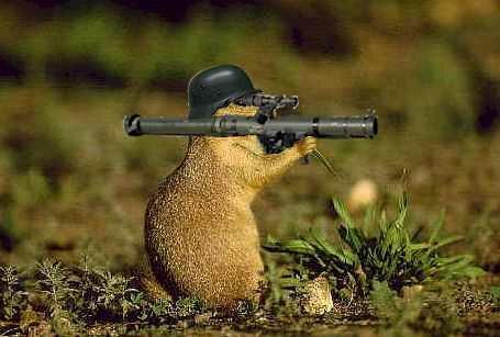 [armed-squirrel.jpg]