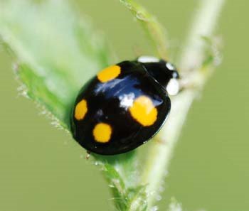 [10-spot+ladybird+black.JPG]