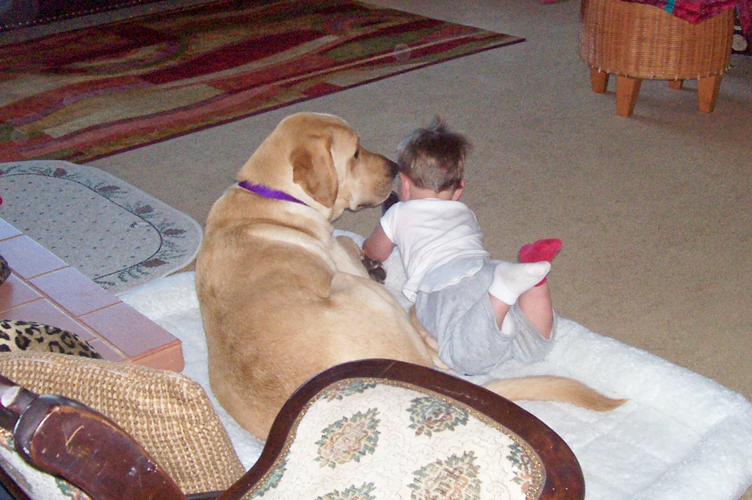 [baby+and+dog.jpg]