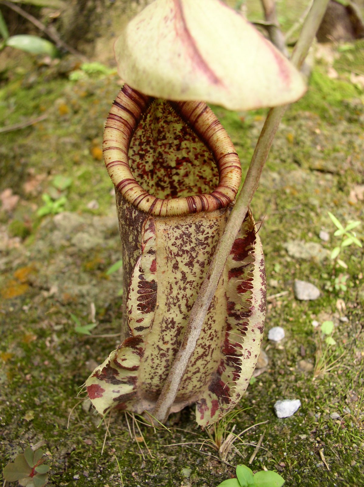 [Nepenthes+rafflesiana.jpg]