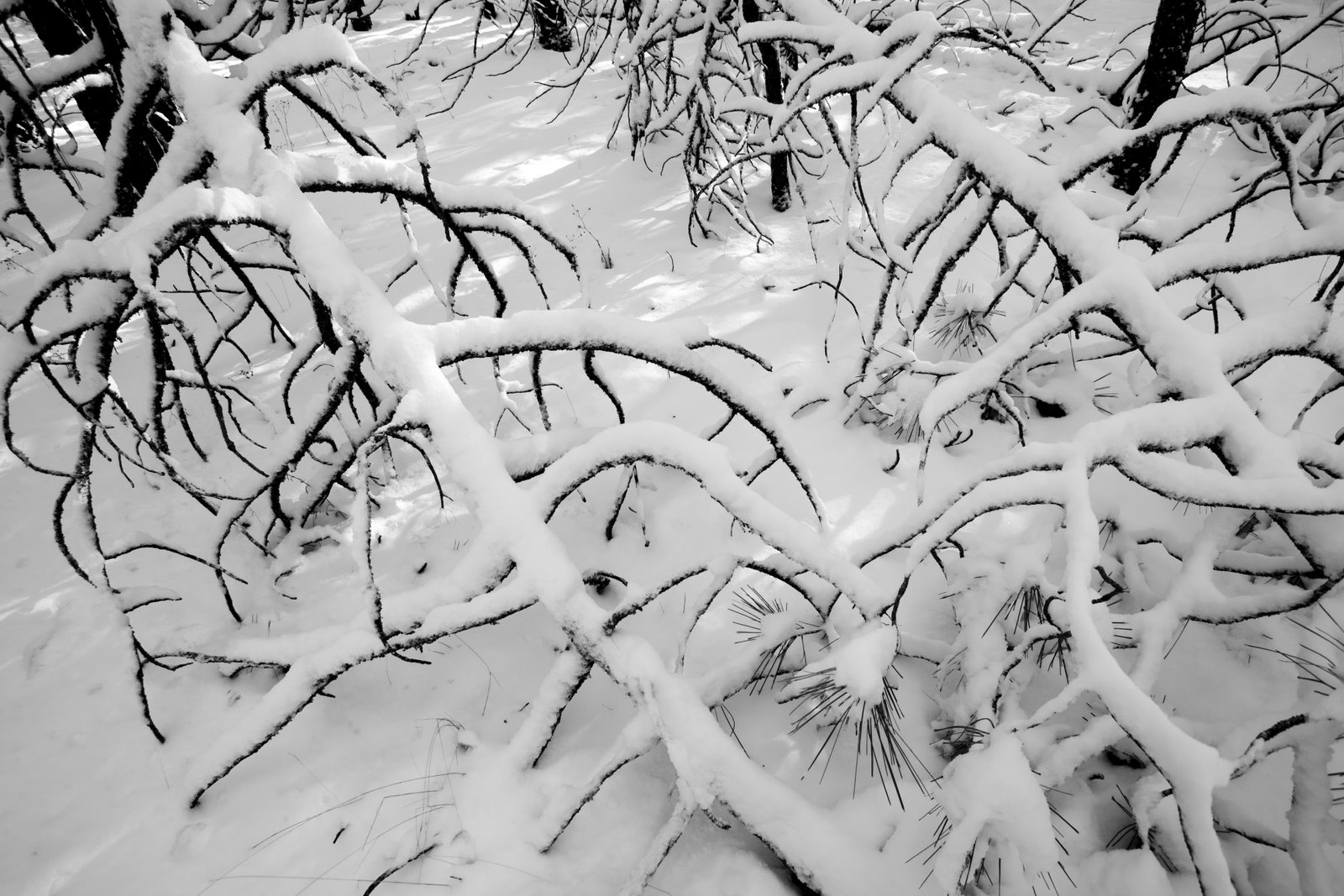 [BW+SNOW+TREES.jpg]