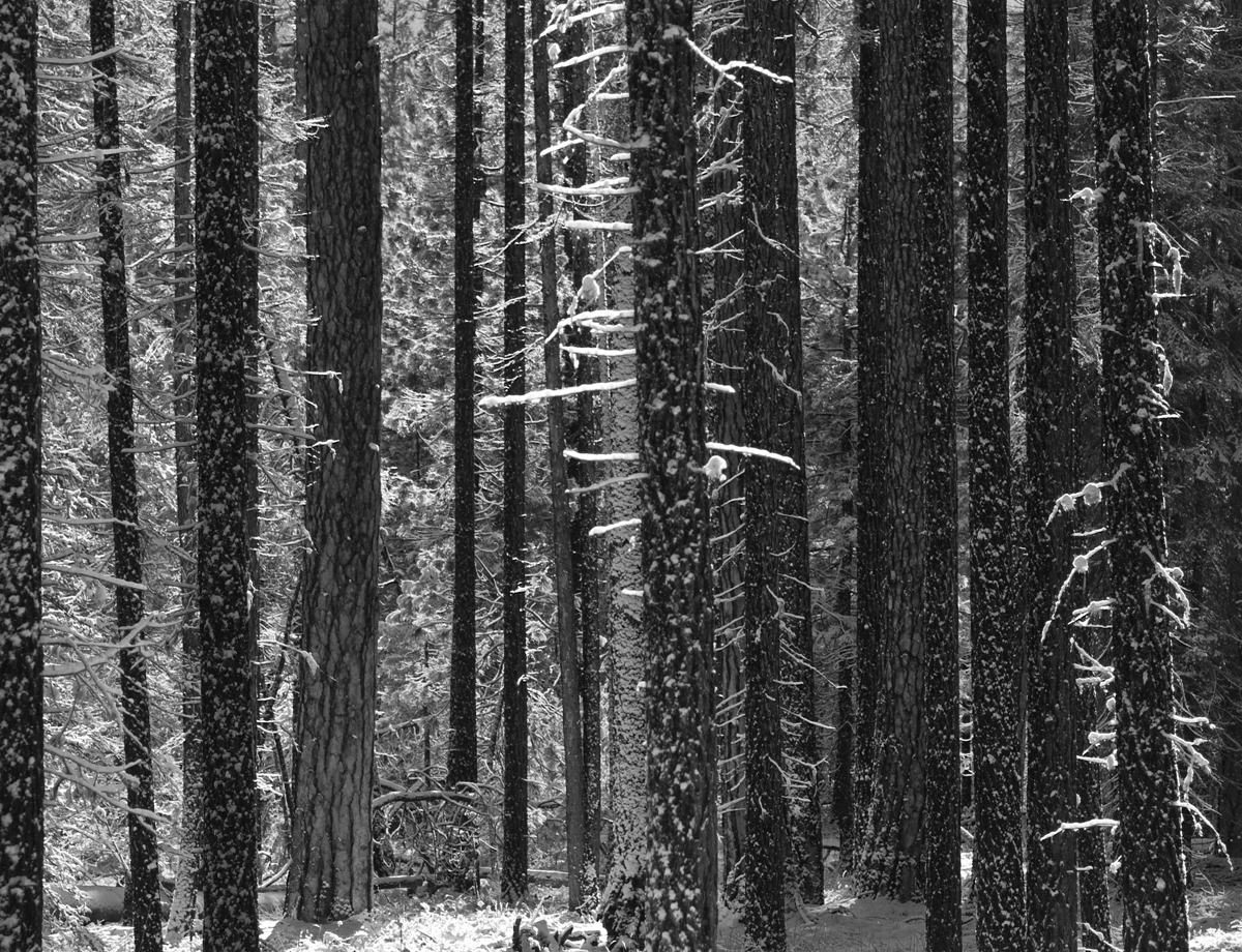 [METOLIUS+SNOW+FOREST_BW.jpg]