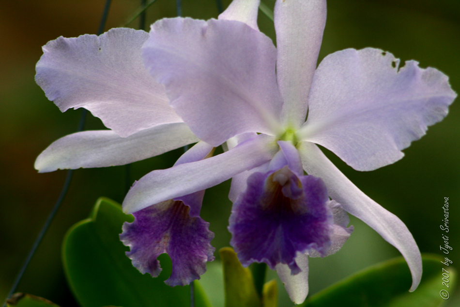 [LI-orchids-0529b.jpg]