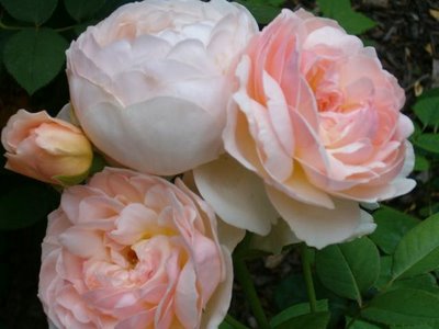 [Mary+Ann's+roses.jpg]