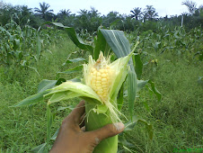 semerah hybrid corn