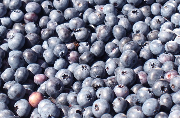 [Blueberries.jpg]