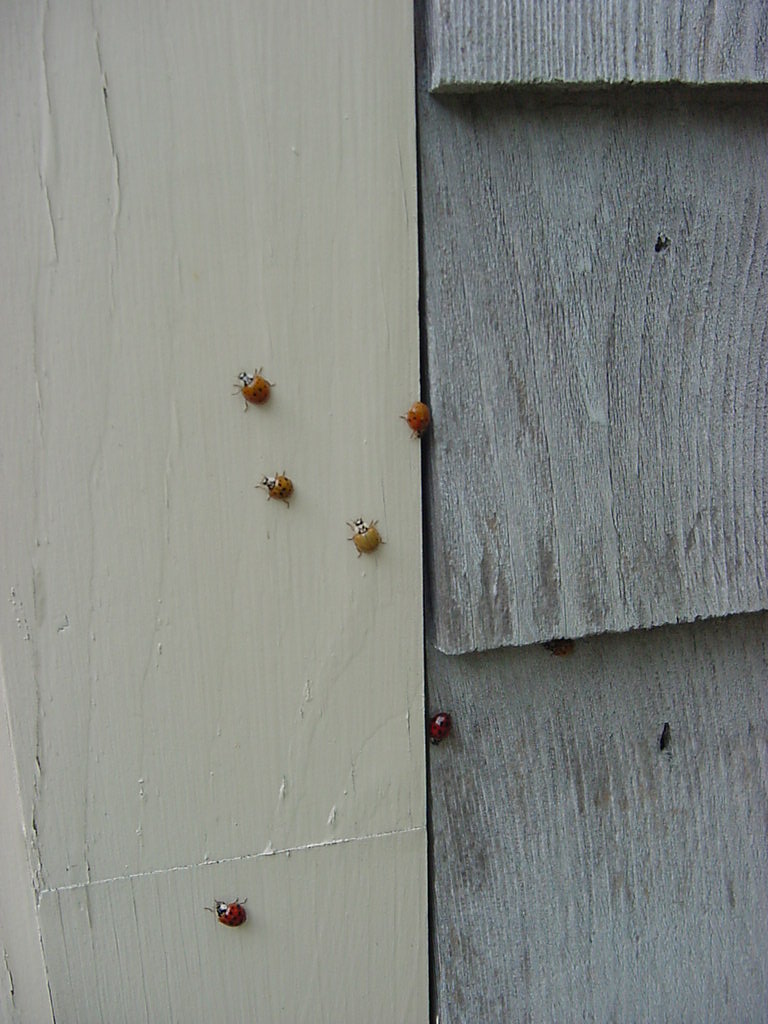 [ladybugs.jpg]