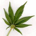 [marijuana+leaf.jpg]