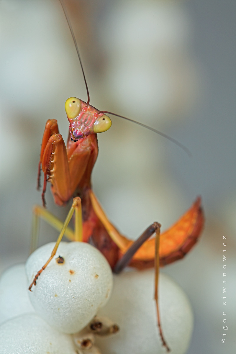 [mantis_in_white_ball_fruits_by_Blepharopsis.jpg]