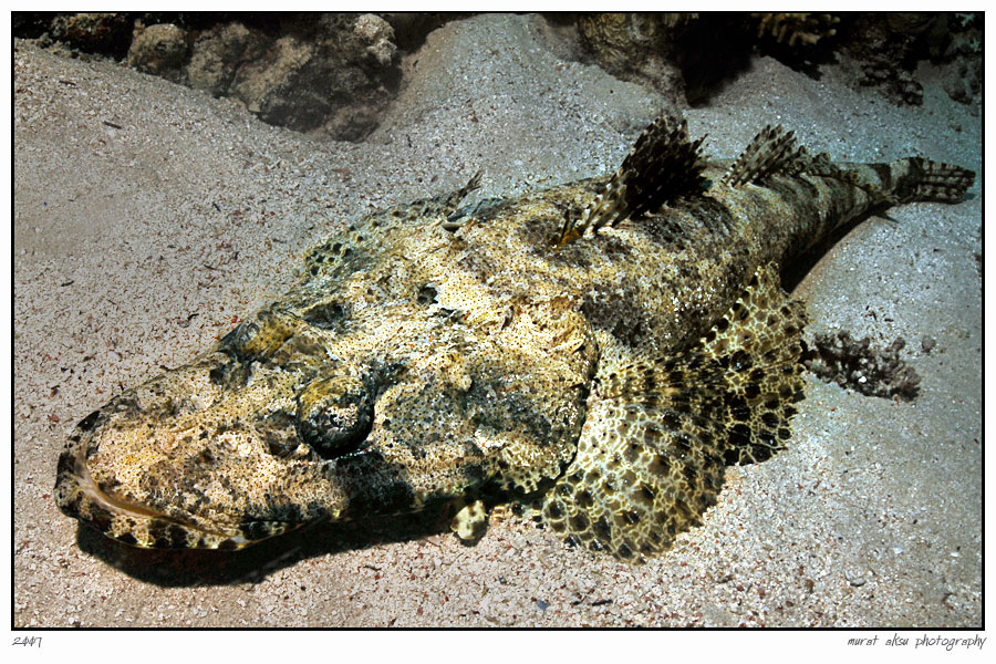 [Sharm__Crocodile_Fish_by_carettacaretta.jpg]