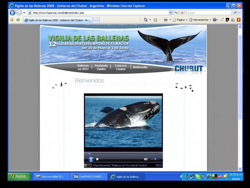 [ballenas+en+internet.jpg]