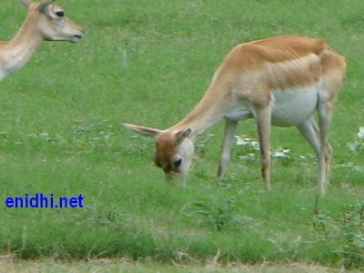 Impala, the deer like animal