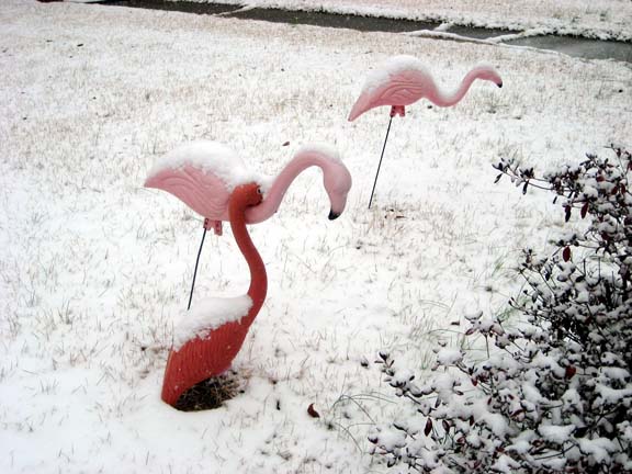[flamingos.jpg]