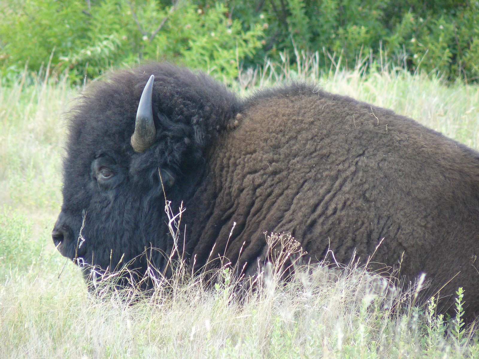 [Big+Buffalo+in+Oklahoma.jpg]