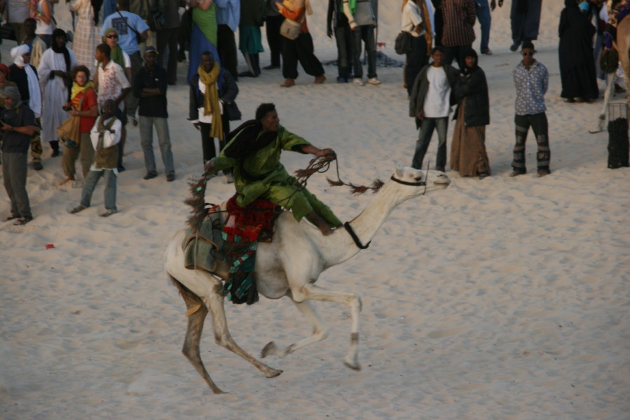 [Mali+331+festival+parade+of+camels.jpg]