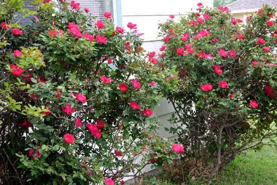 [rose+bushes.jpg]