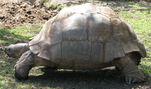 [tortoise.jpg]