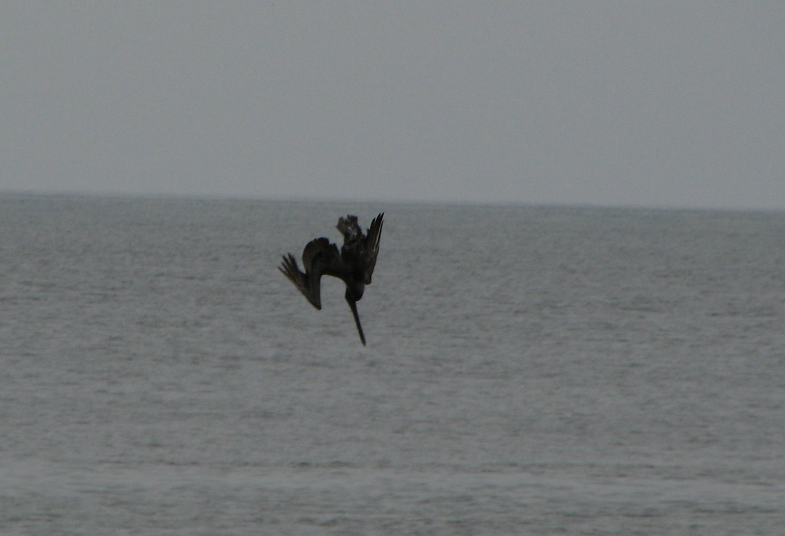 [pelican+diving.jpg]