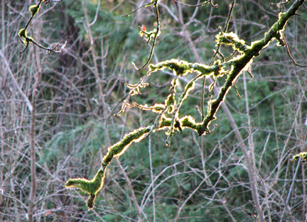 [mossy-branch.jpg]