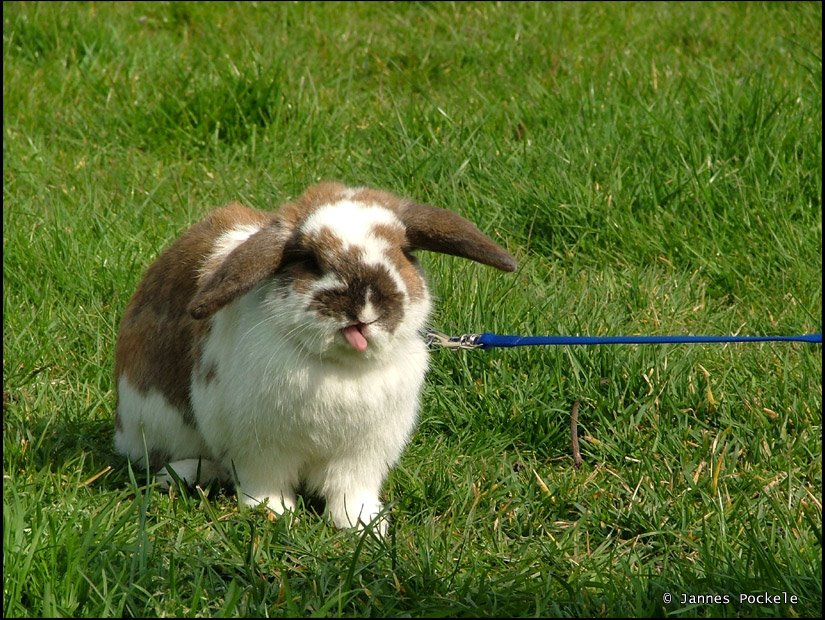 [funny-picture-photo-bunny-rabbit-leash-jpockele.jpg]