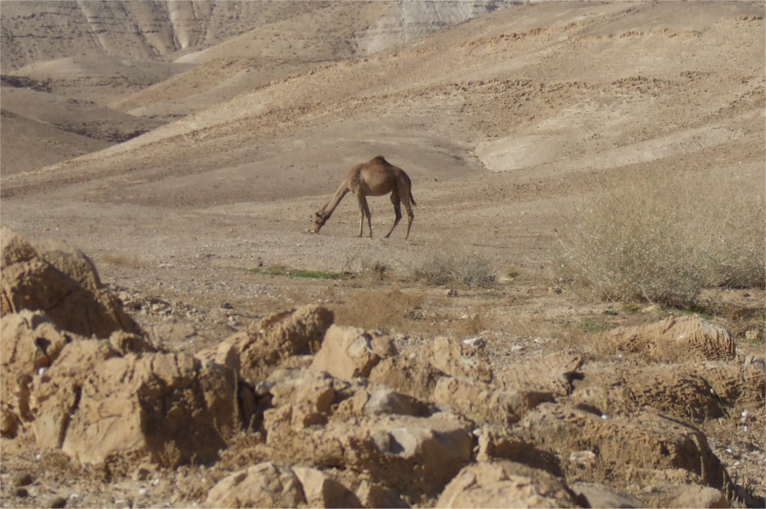 [17-Camel+Munching.jpg]