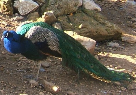 [Peacock.jpg]