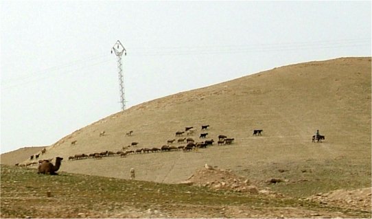 [08-Bedouin+Shepherd.jpg]