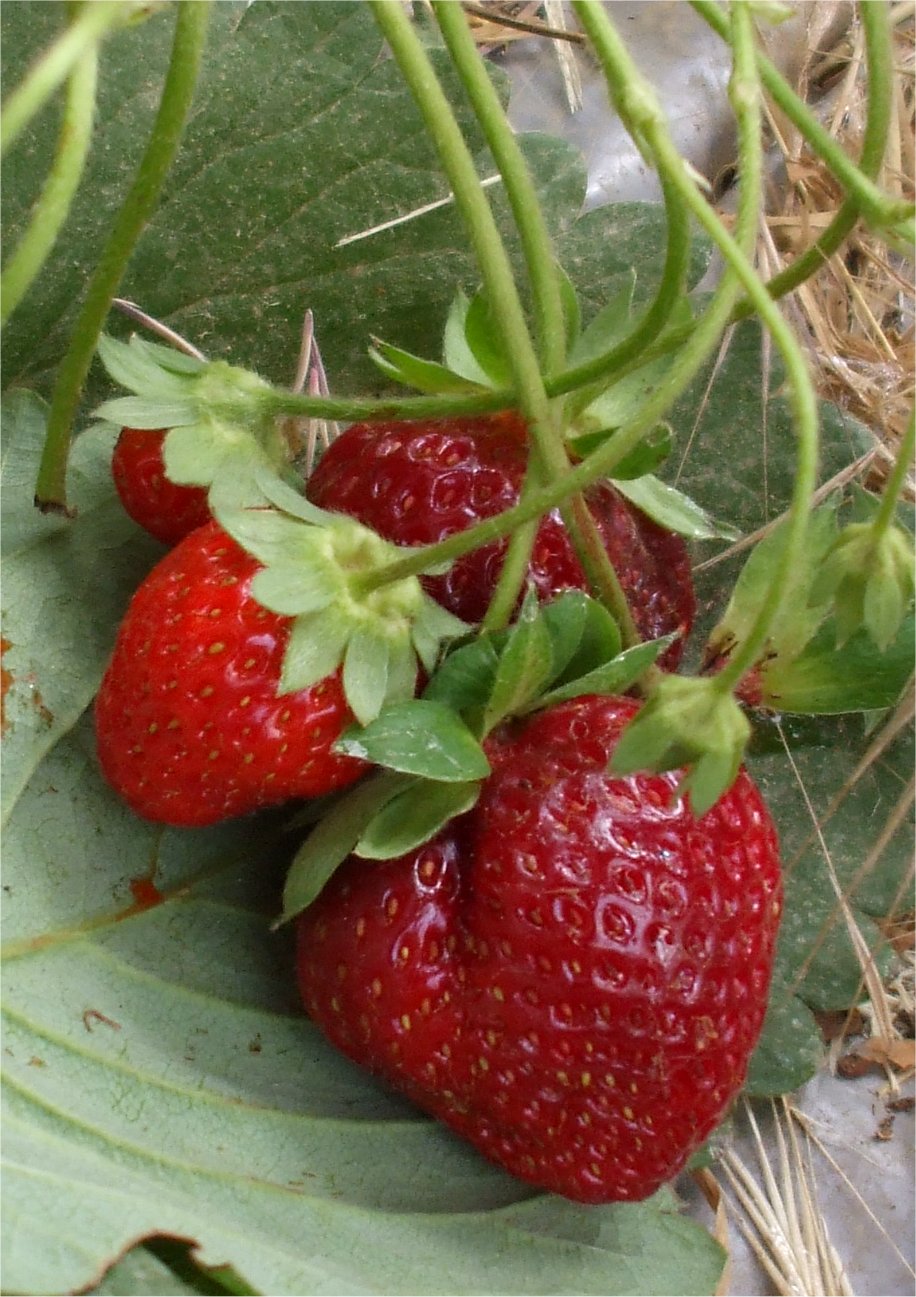 [11-Strawberries.jpg]