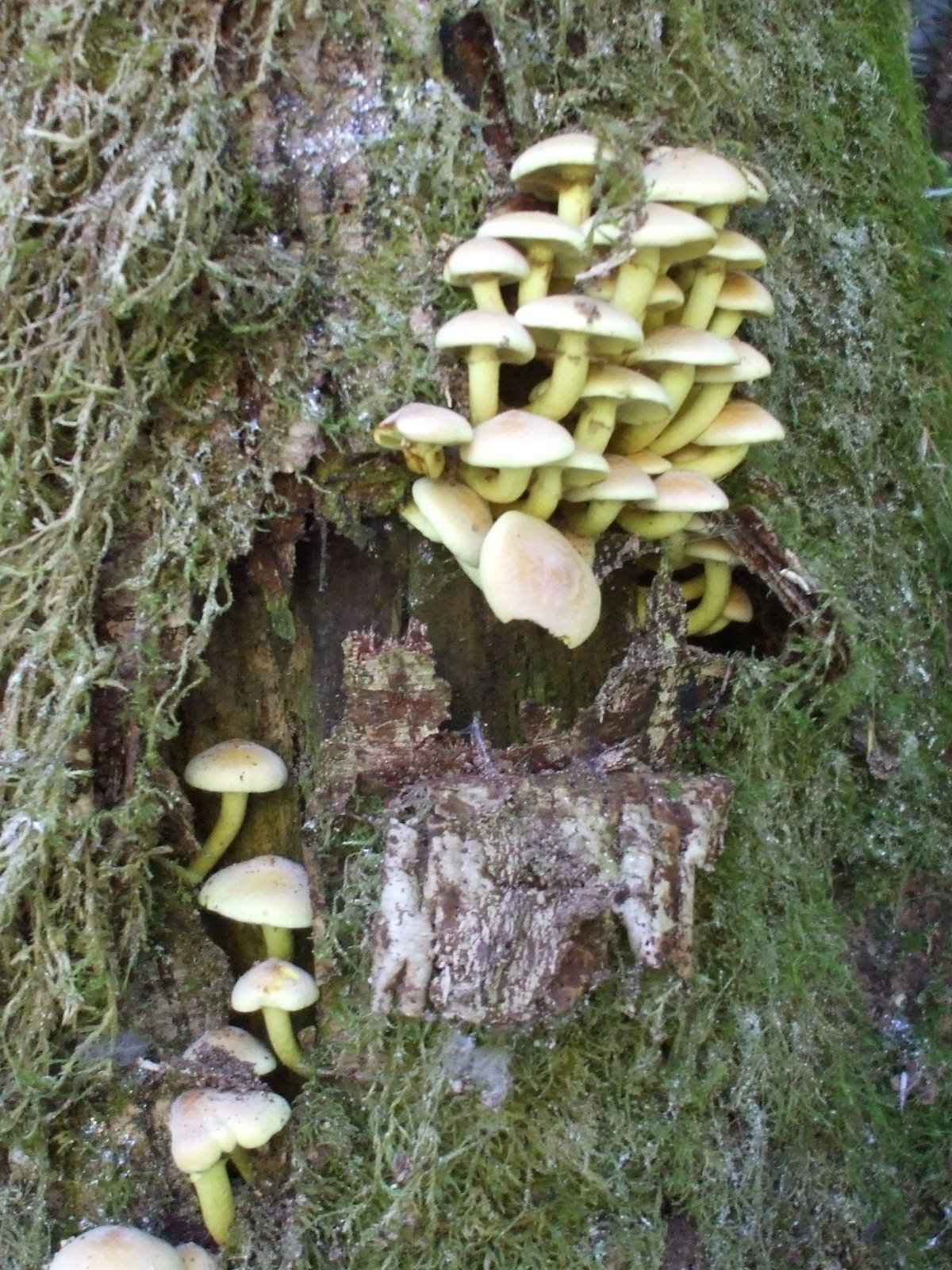[08-Mushrooma.jpg]