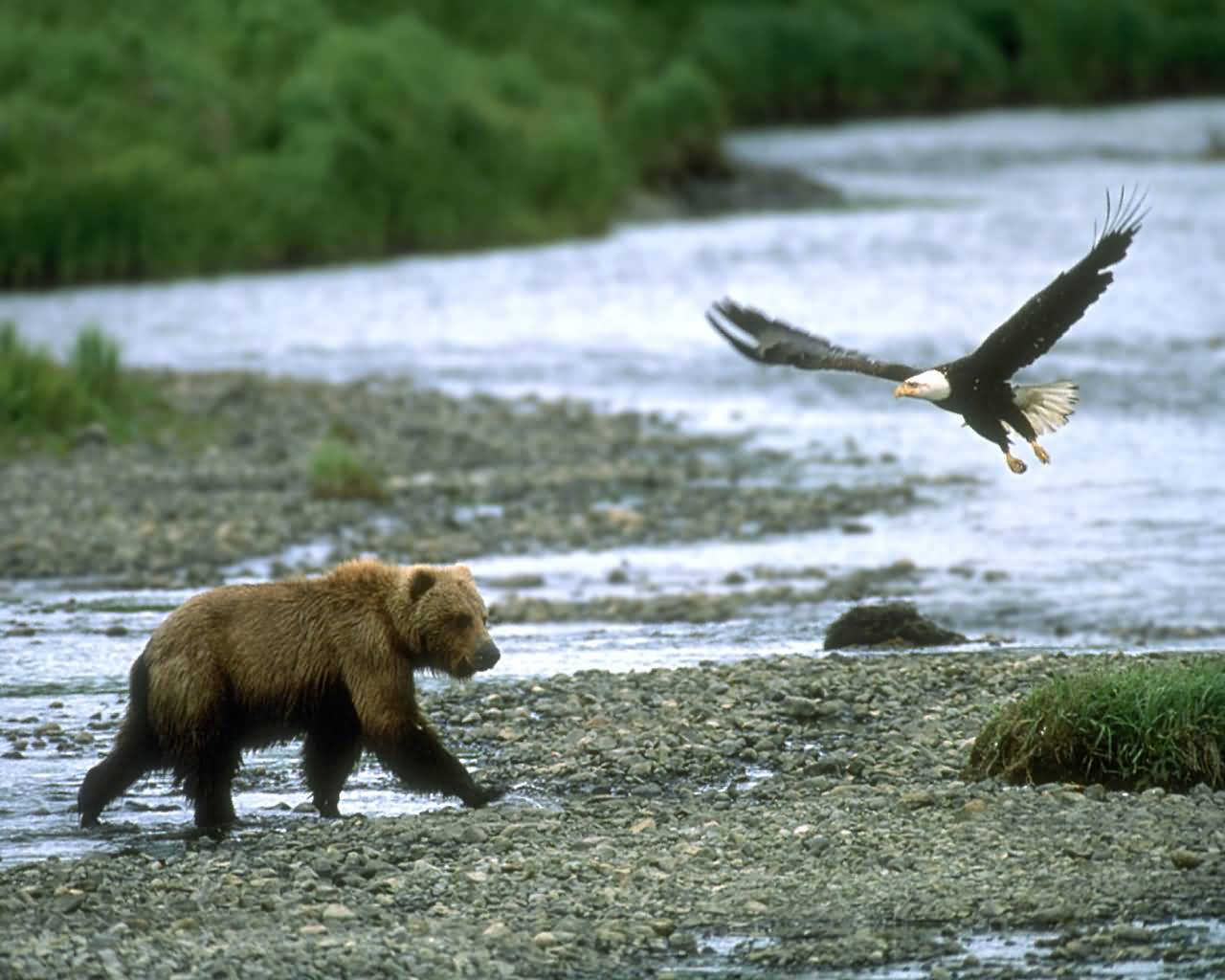 [Grizzly_Bear_and_Bald_Eagle-1280x1024.jpg]