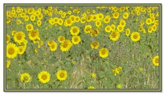 [Frame_sunflowers.JPG]