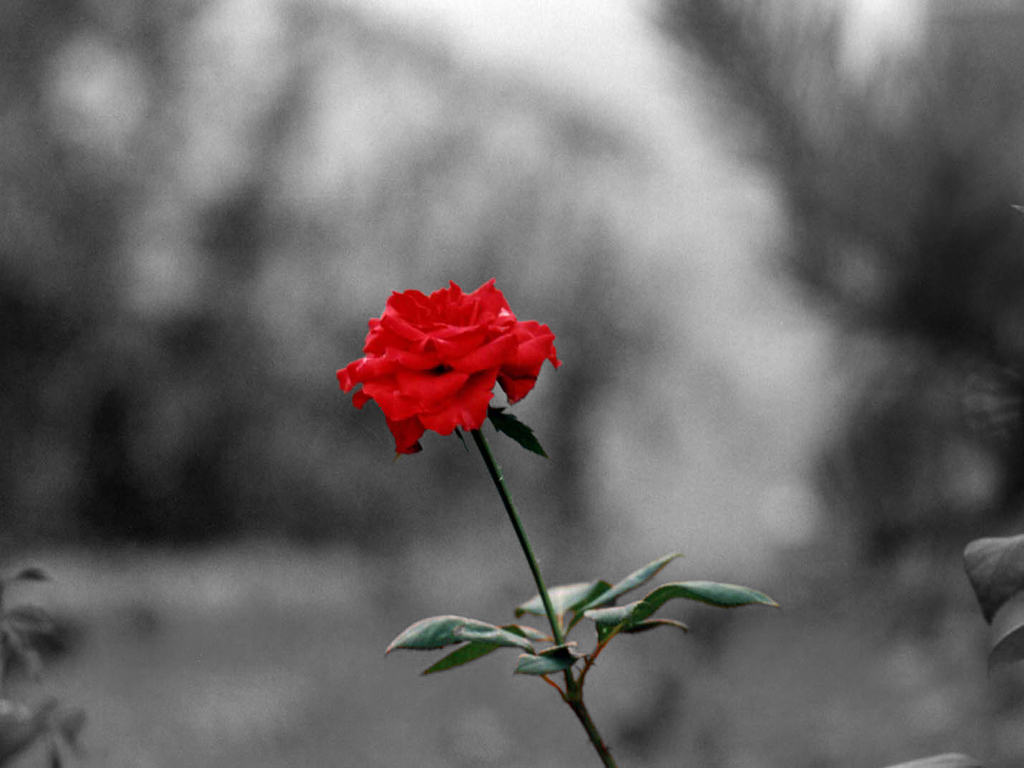 [red+rose.jpg]