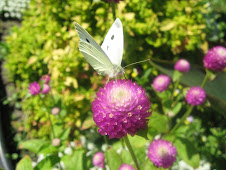 Butterfly in Vieux Trois-Rivières