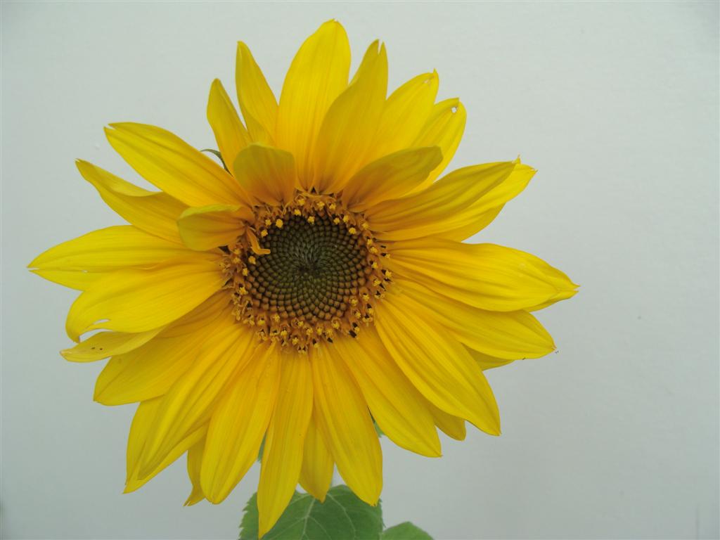 [sunflower+007+(Large).jpg]