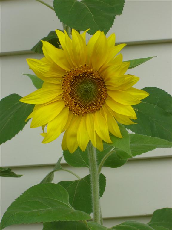 [sunflowers+013+(Large).jpg]