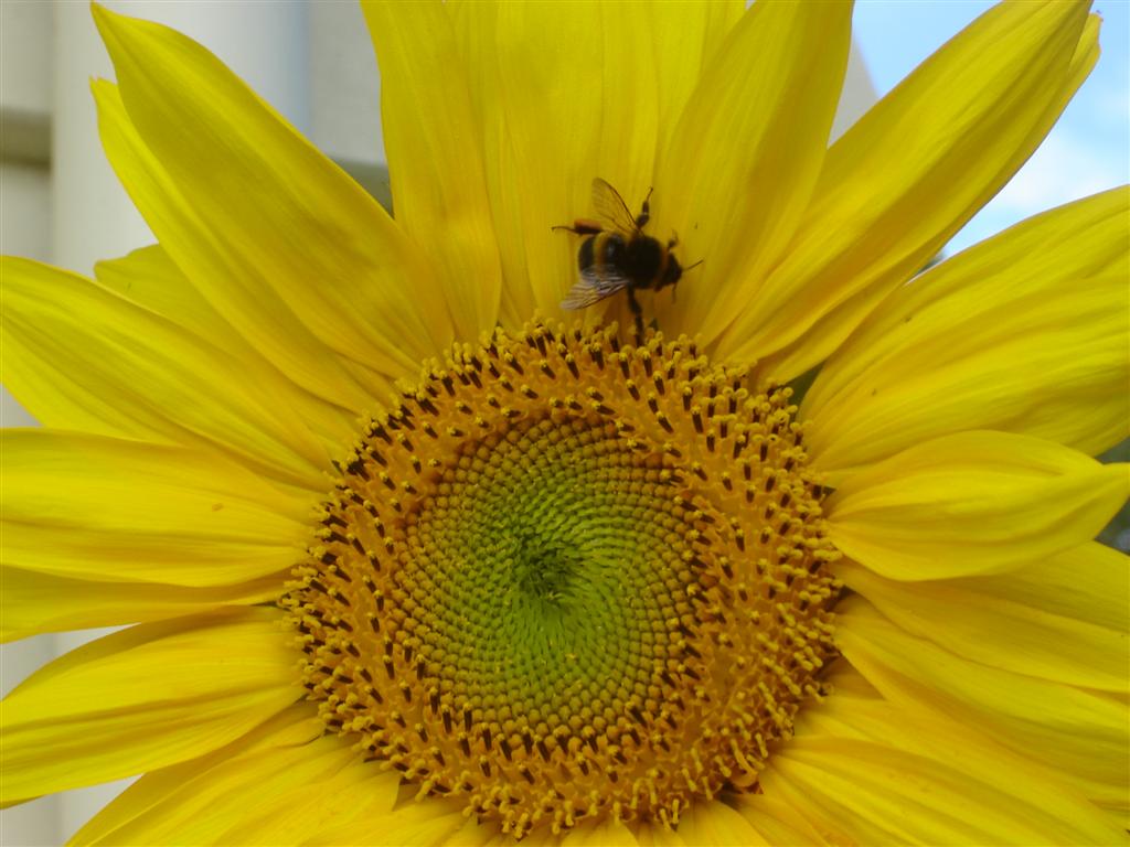 [sunflowers+032+(Large).jpg]