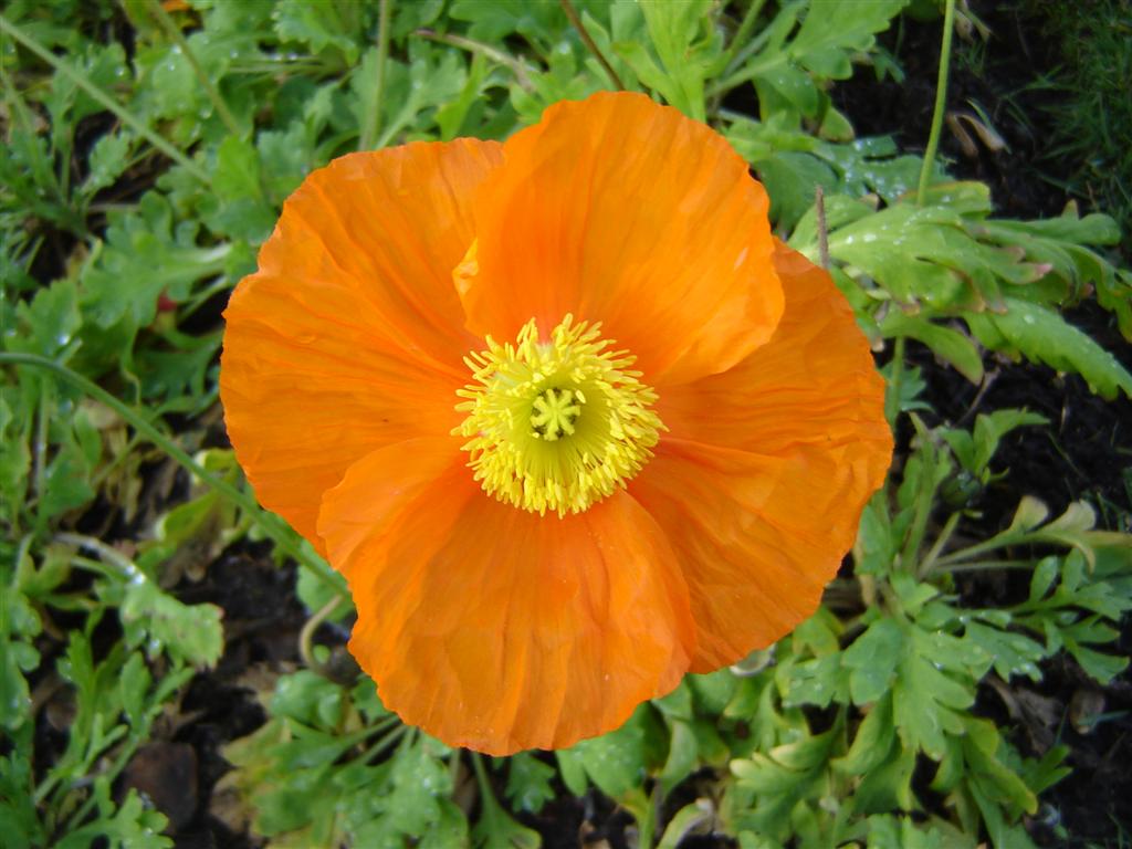 [poppies+and+honey+pot+002+(Large).jpg]