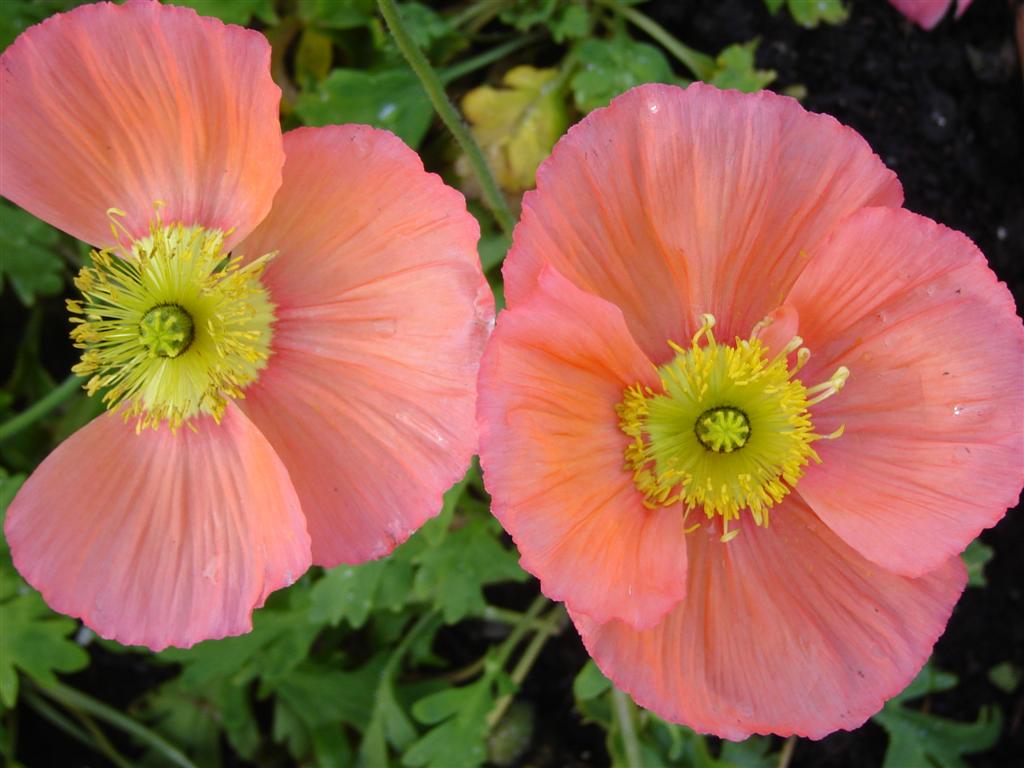 [poppies+and+honey+pot+006+(Large).jpg]