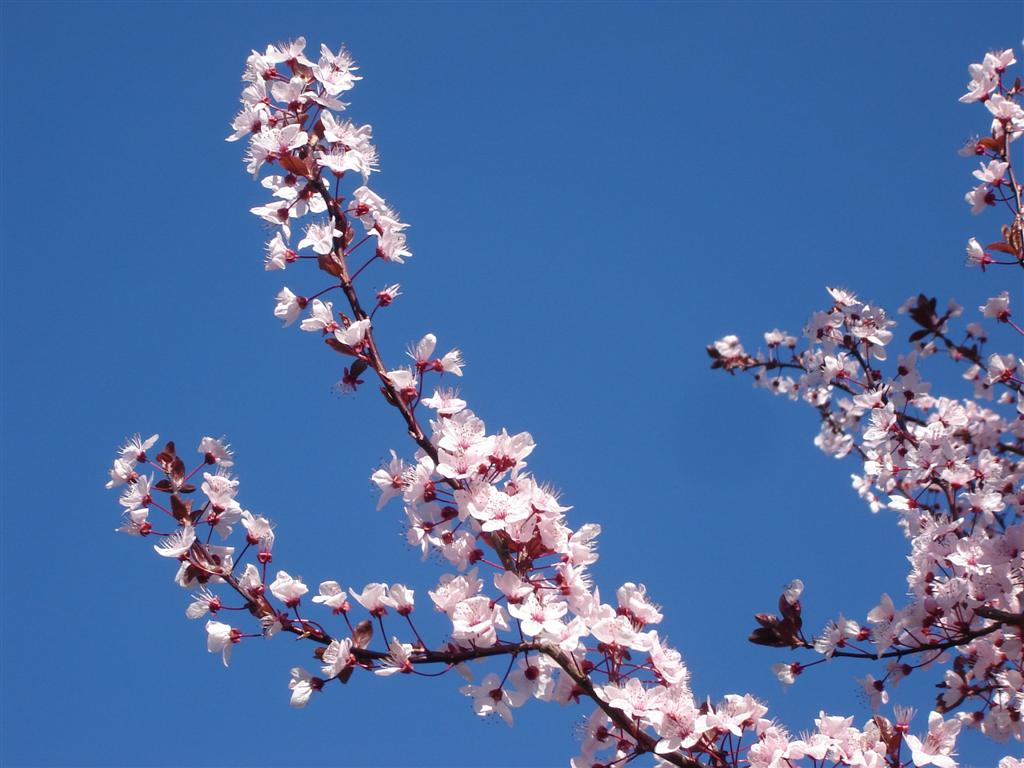 [spring+flowers+2007+045+(Large).jpg]