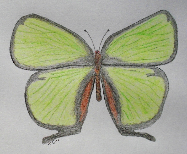[green+butterfly.JPG]