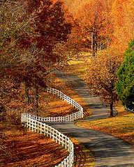 Winding road with fall leaves
