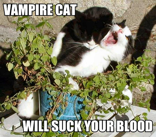 [vampire-cat-will-suck-your-blood.jpg]