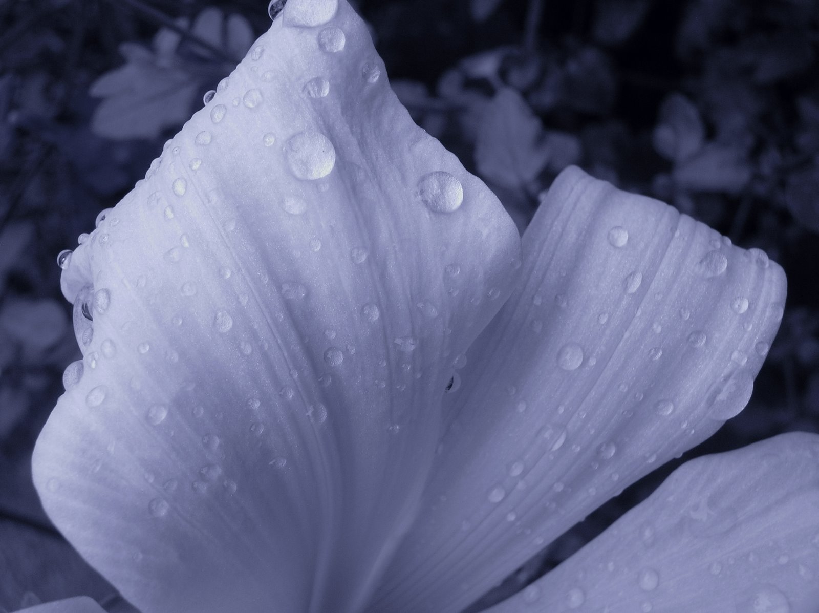 [Day-Lily_close-up_morning_dew.JPG]