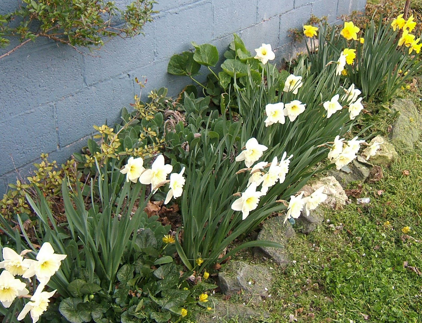 [va+daffodils.jpg]