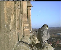 Typical image featured in The Peregrines of Derby Cathedral