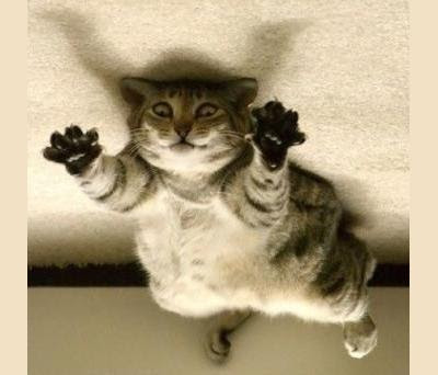 cat-+on-the-ceiling.jpg