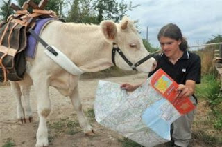 viaggio con la mucca