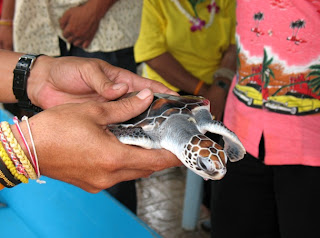 Turtle being given for release