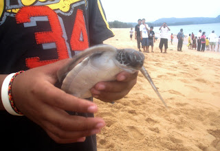 Turtle ready for release on Mai Khao Beach (Photo by James Hembrow)